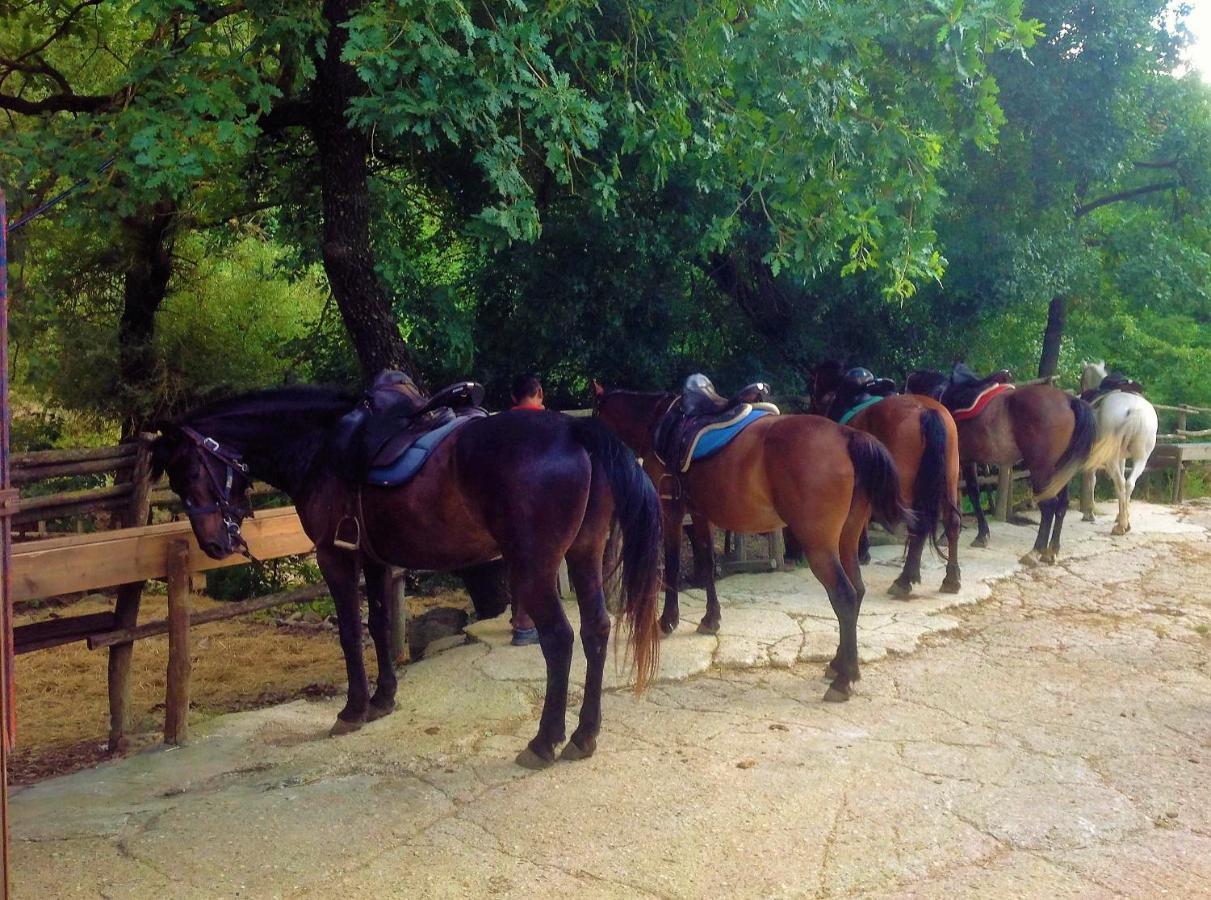 La Dimora Degli Etruschi Hostel Civitella Cesi Kültér fotó